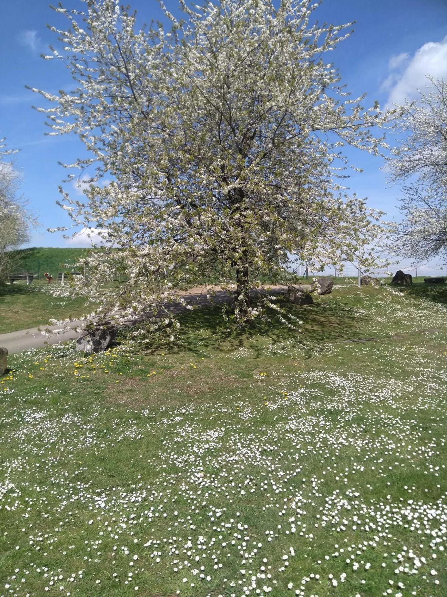 Arduena - Het Ardennetje Villa Blaimont Dış mekan fotoğraf